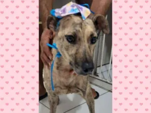 Cachorro raça SRD idade 3 anos nome Kelly