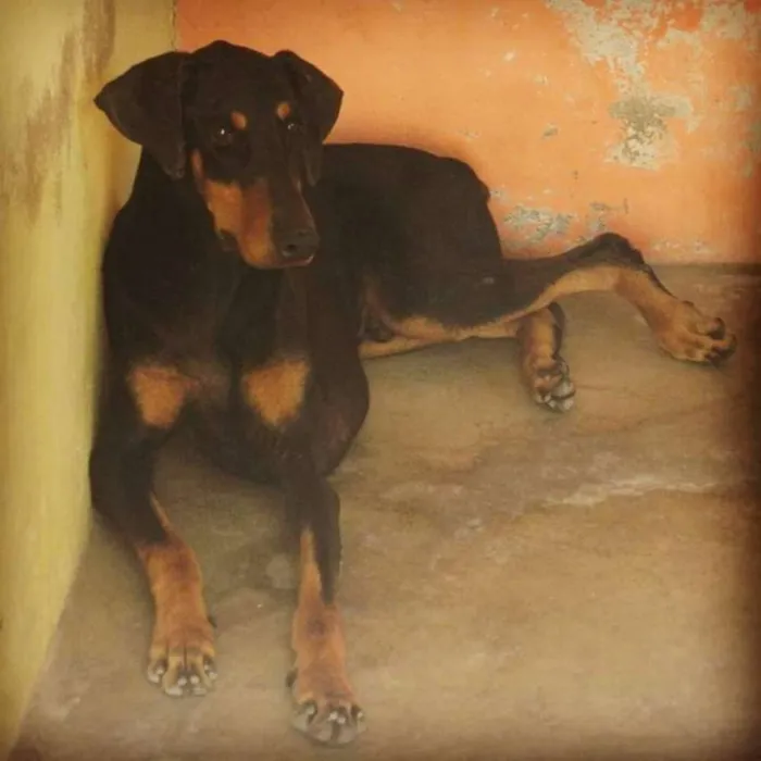 Cachorro raça Doberman idade 5 anos nome Thor