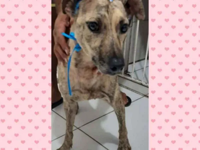 Cachorro raça SRD idade 3 anos nome Kelly