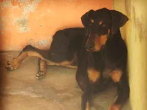 Cachorro raça Doberman idade 5 anos nome Thor