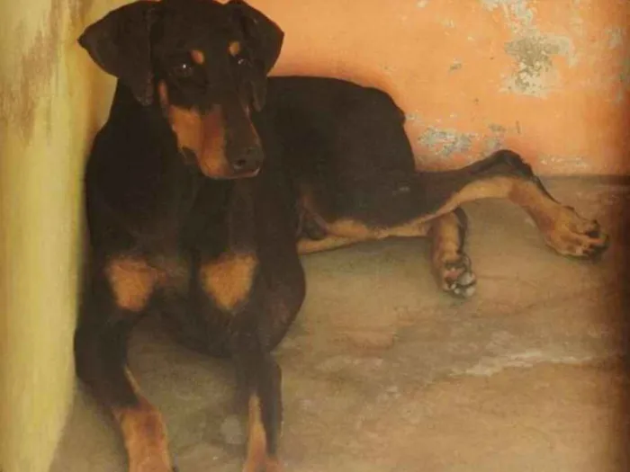 Cachorro raça Doberman idade 5 anos nome Thor