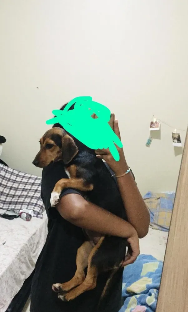 Cachorro ra a Bacet misturado idade 7 a 11 meses nome Ravena 