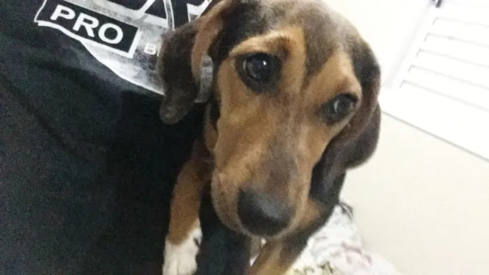 Cachorro ra a Bacet misturado idade 7 a 11 meses nome Ravena 