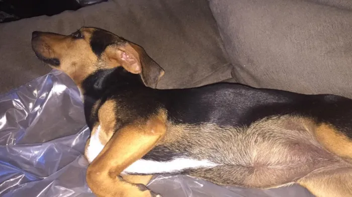 Cachorro ra a Bacet misturado idade 7 a 11 meses nome Ravena 