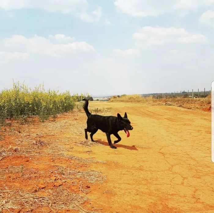 Cachorro ra a Pastor Belga/Raça não definia idade 2 anos nome Lola