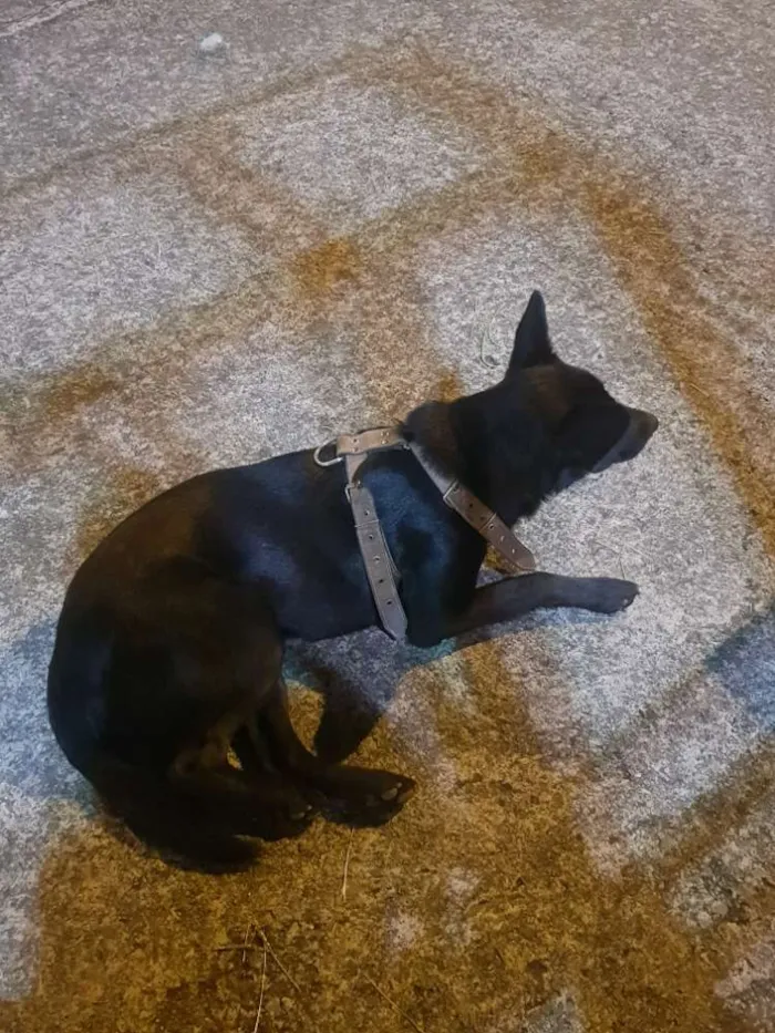 Cachorro ra a Pastor Belga/Raça não definia idade 2 anos nome Lola