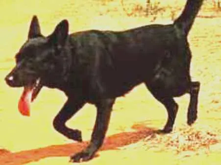 Cachorro ra a Pastor Belga/Raça não definia idade 2 anos nome Lola