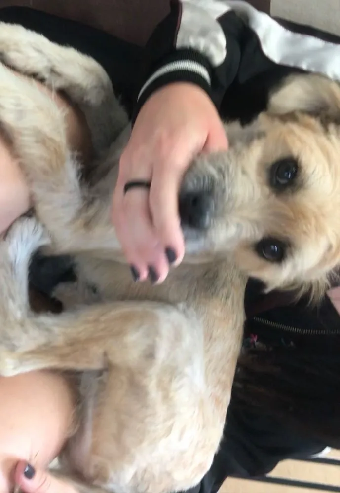Cachorro ra a srd idade 7 a 11 meses nome Pitu