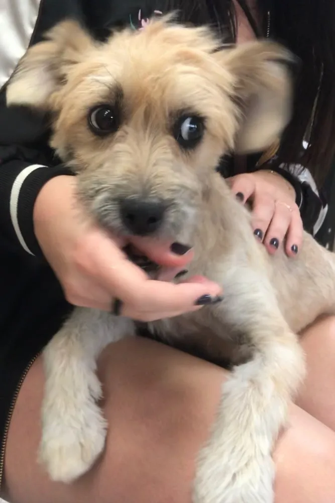 Cachorro ra a srd idade 7 a 11 meses nome Pitu