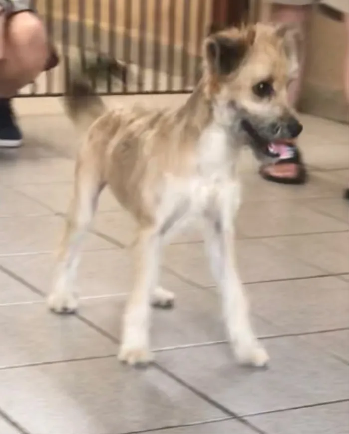 Cachorro ra a srd idade 7 a 11 meses nome Pitu