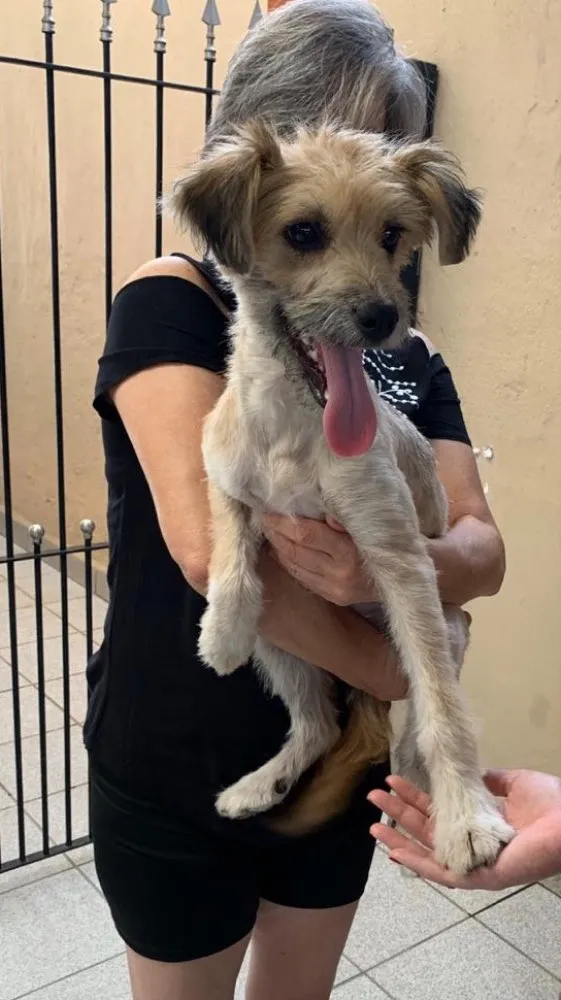 Cachorro ra a srd idade 7 a 11 meses nome Pitu