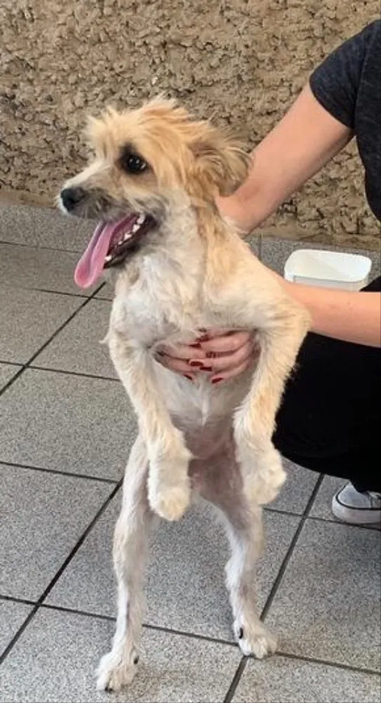 Cachorro ra a srd idade 7 a 11 meses nome Pitu