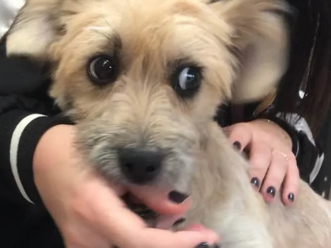 Cachorro ra a srd idade 7 a 11 meses nome Pitu