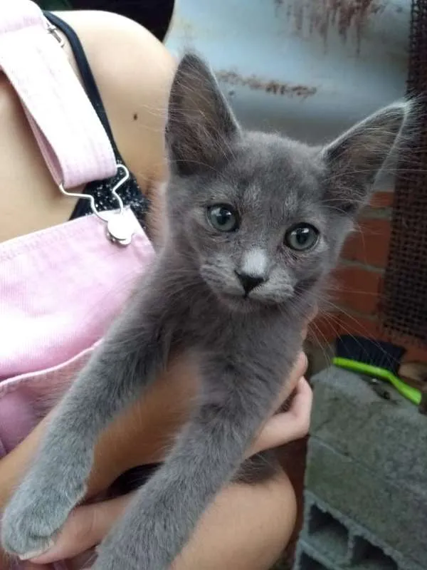 Gato ra a srd idade Abaixo de 2 meses nome à escolher