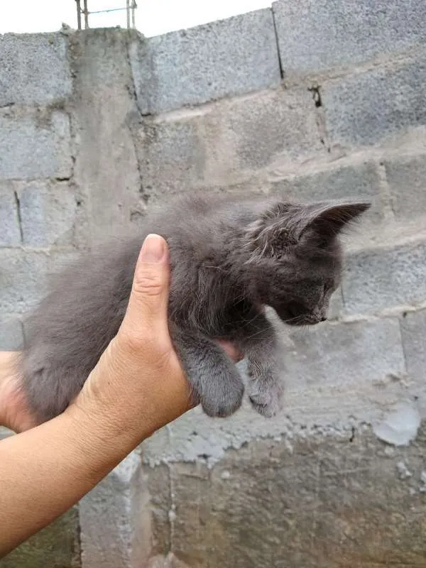 Gato ra a srd idade Abaixo de 2 meses nome à escolher