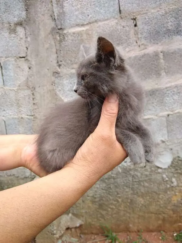 Gato ra a srd idade Abaixo de 2 meses nome à escolher