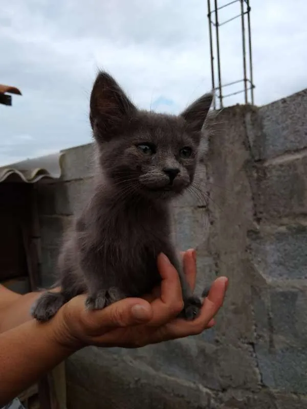 Gato ra a srd idade Abaixo de 2 meses nome à escolher