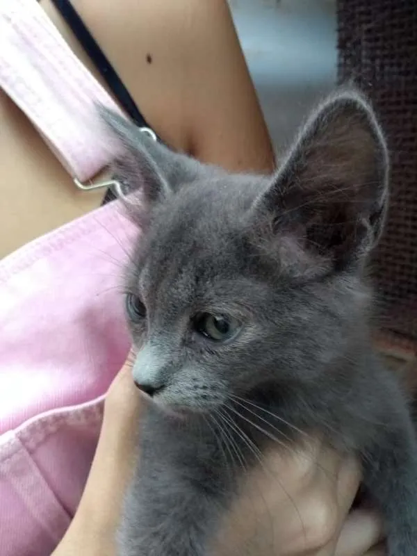 Gato ra a srd idade Abaixo de 2 meses nome à escolher
