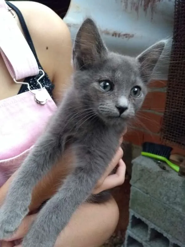 Gato ra a srd idade Abaixo de 2 meses nome à escolher