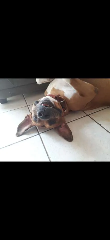 Cachorro raça Boxer idade 2 a 6 meses nome Ralf