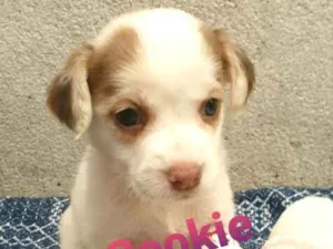 Cachorro raça  idade Abaixo de 2 meses nome Filhotes Mônica 