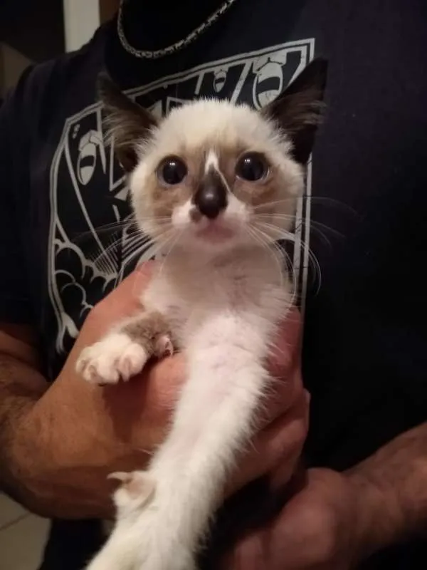 Gato ra a SRD idade Abaixo de 2 meses nome à escolher
