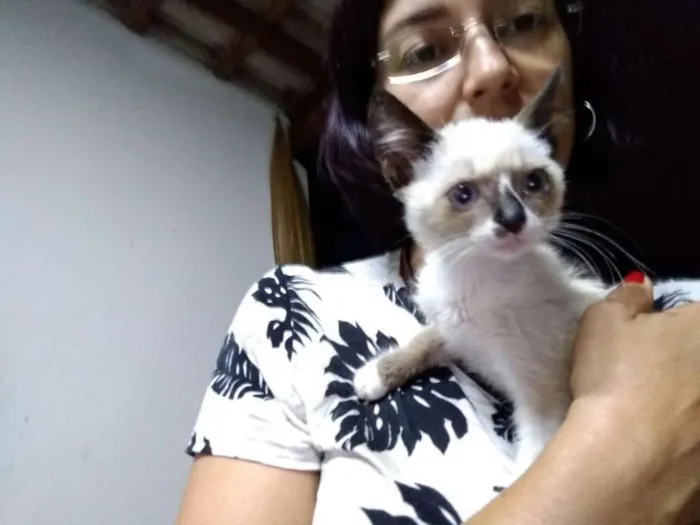 Gato ra a SRD idade Abaixo de 2 meses nome à escolher