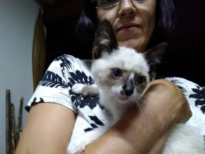 Gato ra a SRD idade Abaixo de 2 meses nome à escolher