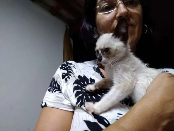Gato ra a SRD idade Abaixo de 2 meses nome à escolher