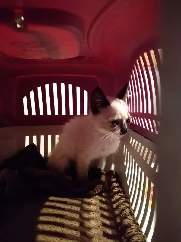 Gato ra a SRD idade Abaixo de 2 meses nome à escolher