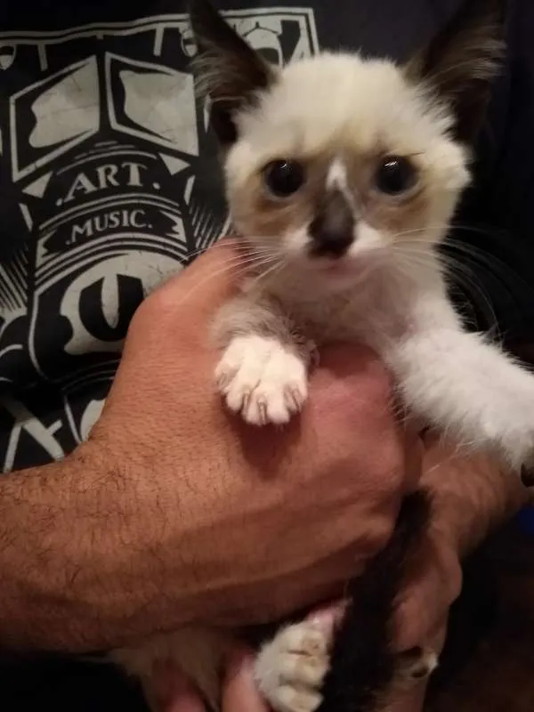 Gato ra a SRD idade Abaixo de 2 meses nome à escolher