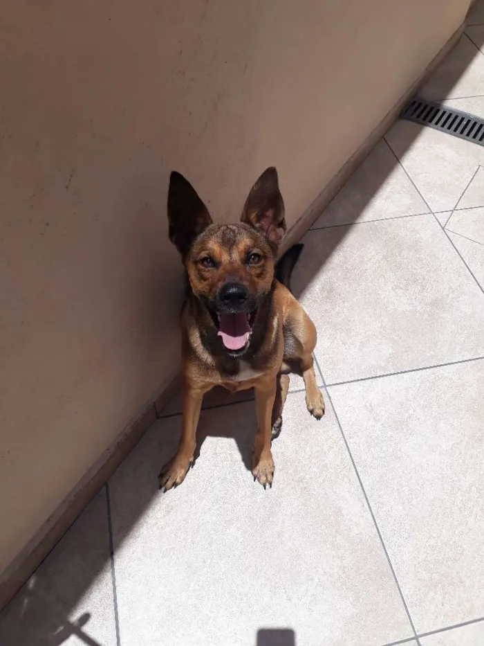Cachorro ra a SRD idade 2 anos nome Zayon