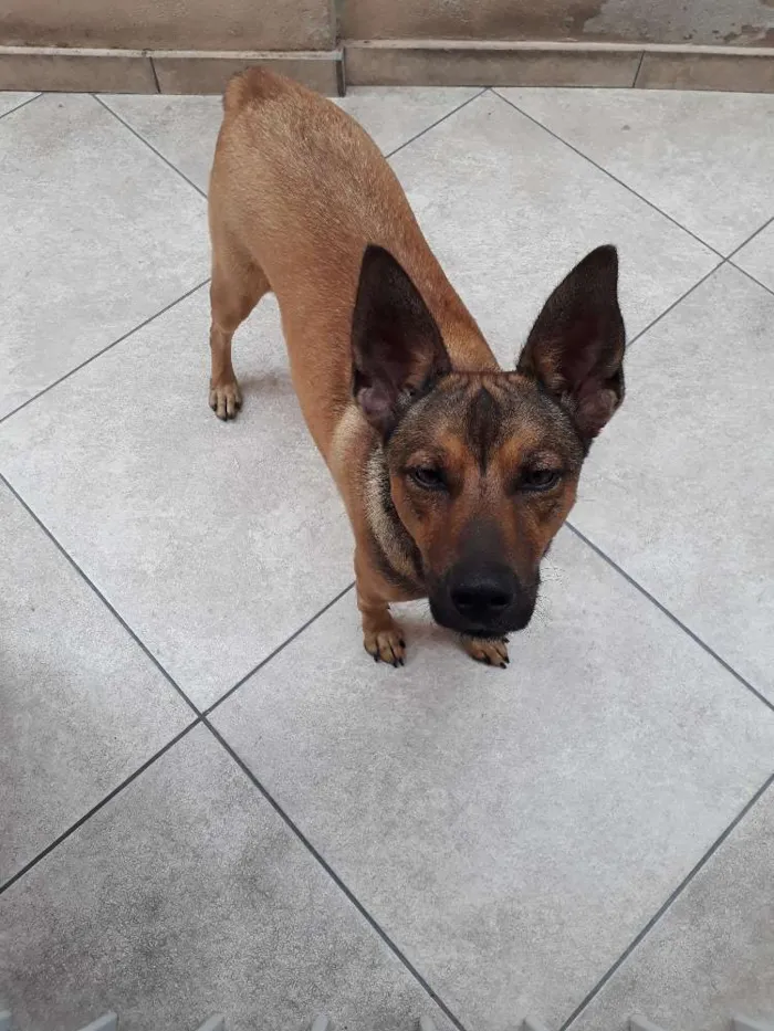 Cachorro ra a SRD idade 2 anos nome Zayon