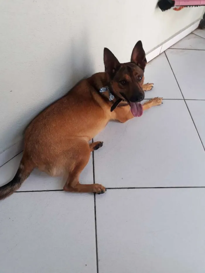 Cachorro ra a SRD idade 2 anos nome Zayon