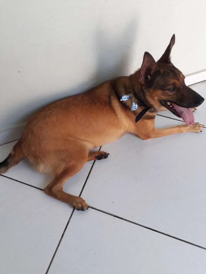 Cachorro ra a SRD idade 2 anos nome Zayon