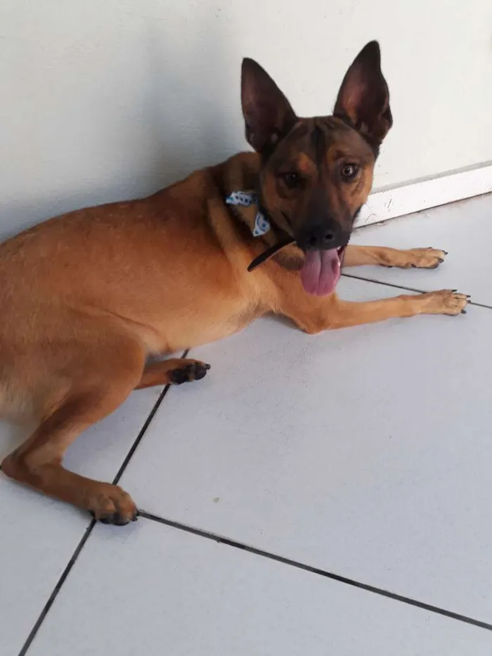 Cachorro ra a SRD idade 2 anos nome Zayon