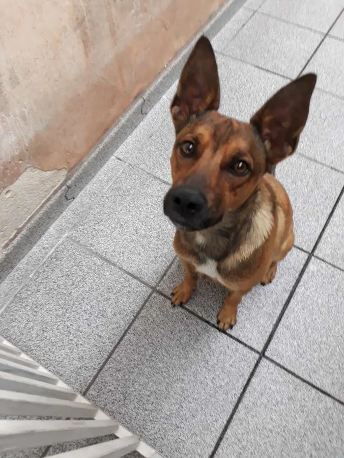 Cachorro ra a SRD idade 2 anos nome Zayon
