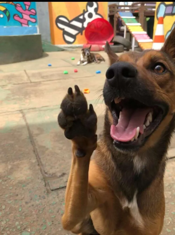 Cachorro ra a SRD idade 2 anos nome Zayon