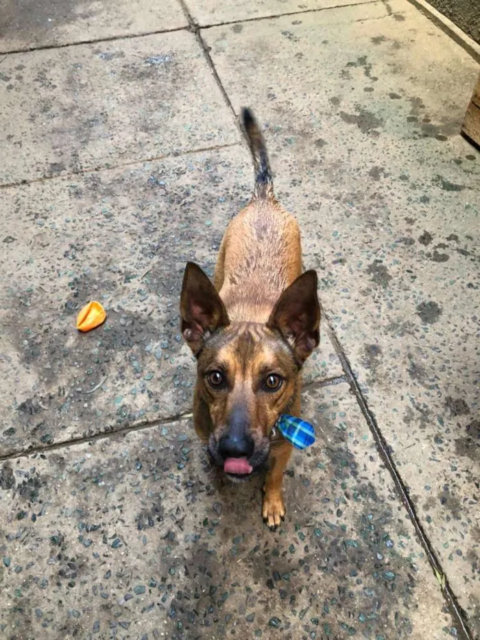Cachorro ra a SRD idade 2 anos nome Zayon