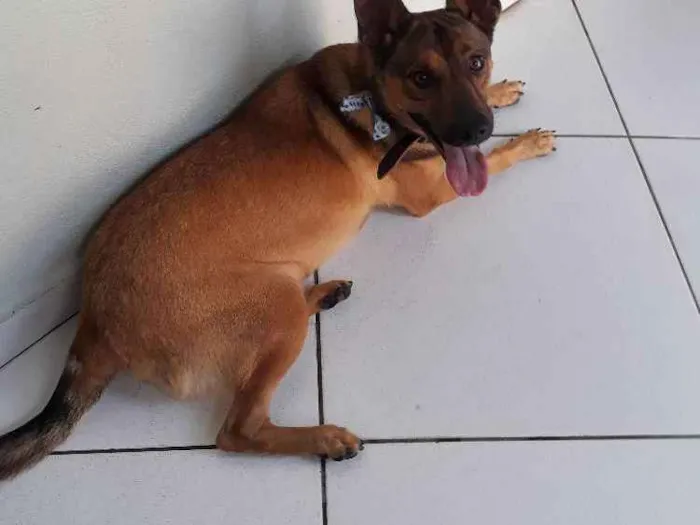 Cachorro ra a SRD idade 2 anos nome Zayon