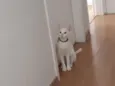 Milu