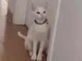 Milu