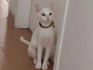 Gato raça Srd idade 1 ano nome Milu