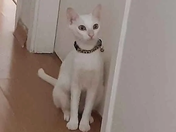 Gato ra a Srd idade 1 ano nome Milu