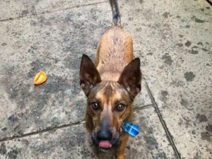 Cachorro raça SRD idade 2 anos nome Zayon