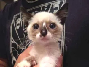 Gato raça SRD idade Abaixo de 2 meses nome à escolher