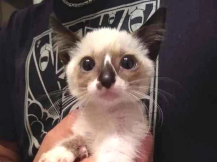 Gato ra a SRD idade Abaixo de 2 meses nome à escolher