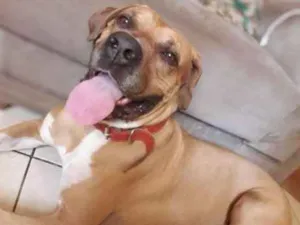 Cachorro raça Boxer idade 2 a 6 meses nome Ralf