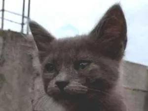 Gato raça srd idade Abaixo de 2 meses nome à escolher
