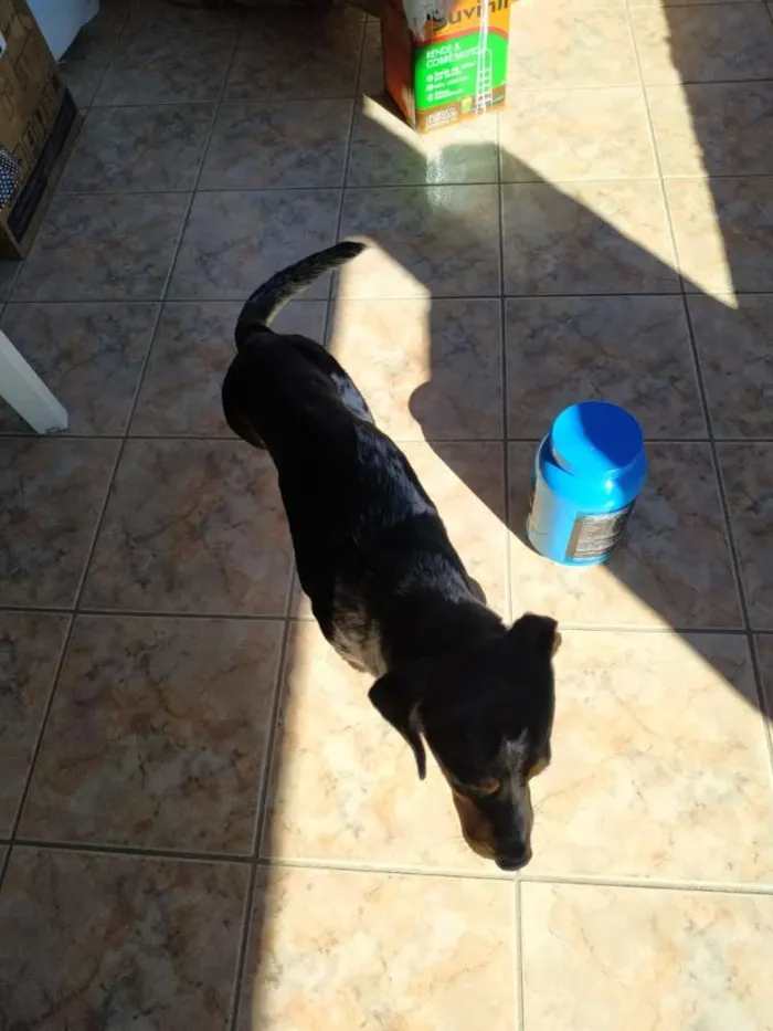 Cachorro ra a Beagle  idade 1 ano nome Tor